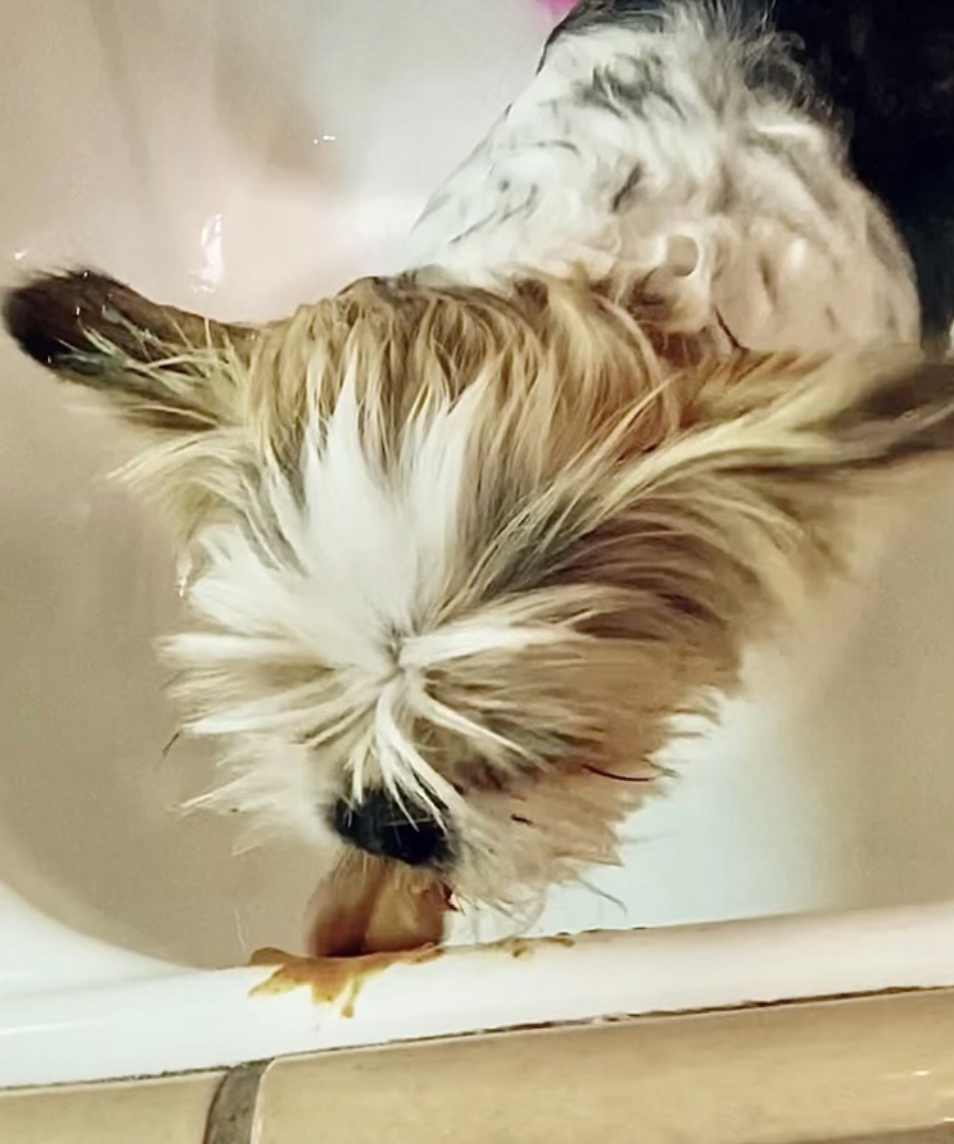 dog bath trick